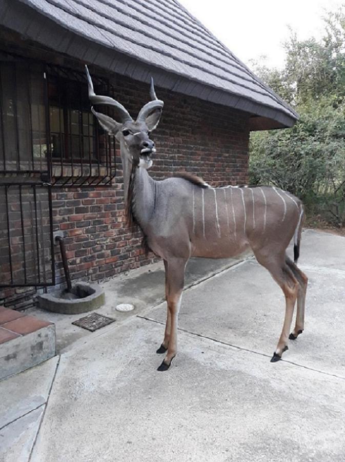 Crowe'S Nest Villa Marloth Park Eksteriør billede