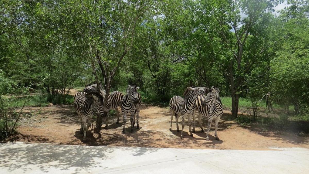 Crowe'S Nest Villa Marloth Park Eksteriør billede